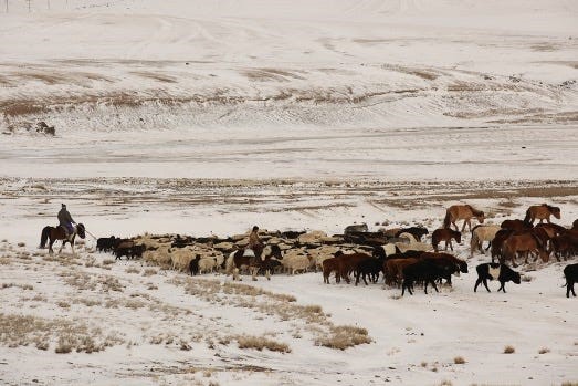Herders guide livestock through the snowy plains, preparing for the harsh winter | Photo:&nbsp;IOM