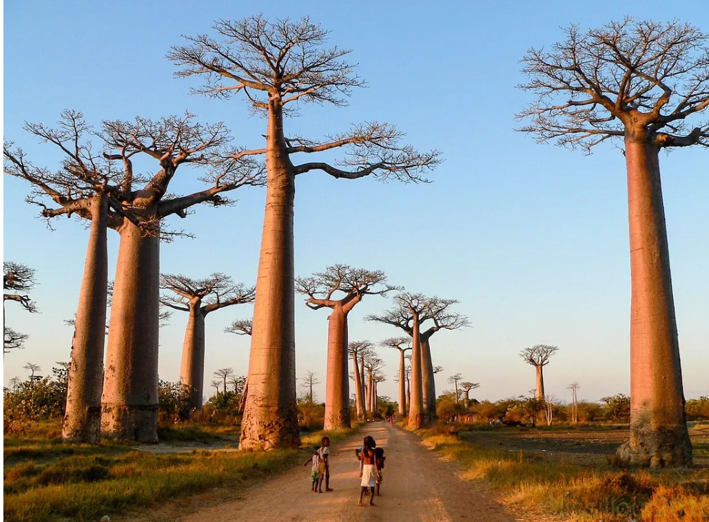 Baobab, the national tree of Madagascar | Georges Lissillour, 2016