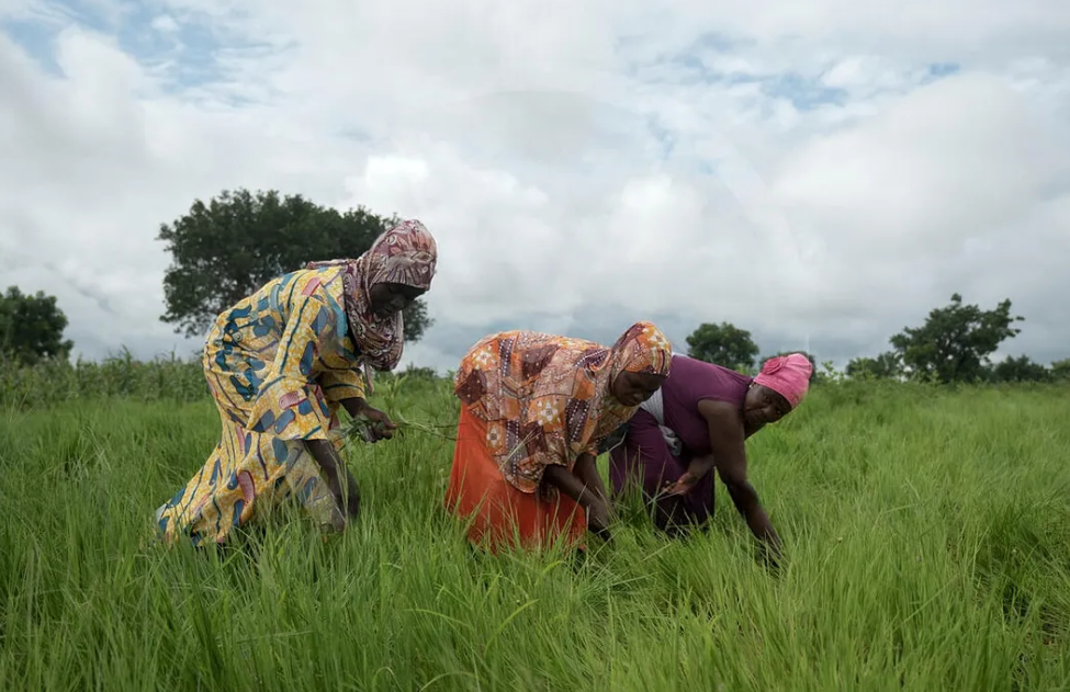 Fonio cultivation in Ghana | FAO