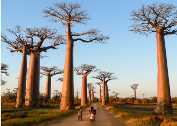Strengthening Madagascar’s Resilience: Insights and Action from the CADRI Partnership Engagement